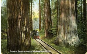 Sequoia Canyon Postcard. Mt. Tamalpais